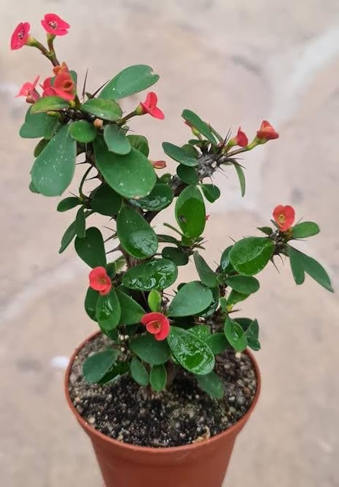 Euphorbia mille dwarf