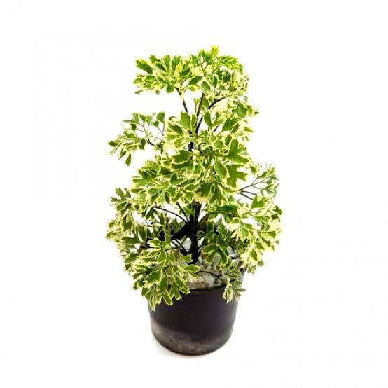 Aralia Bush Varigated