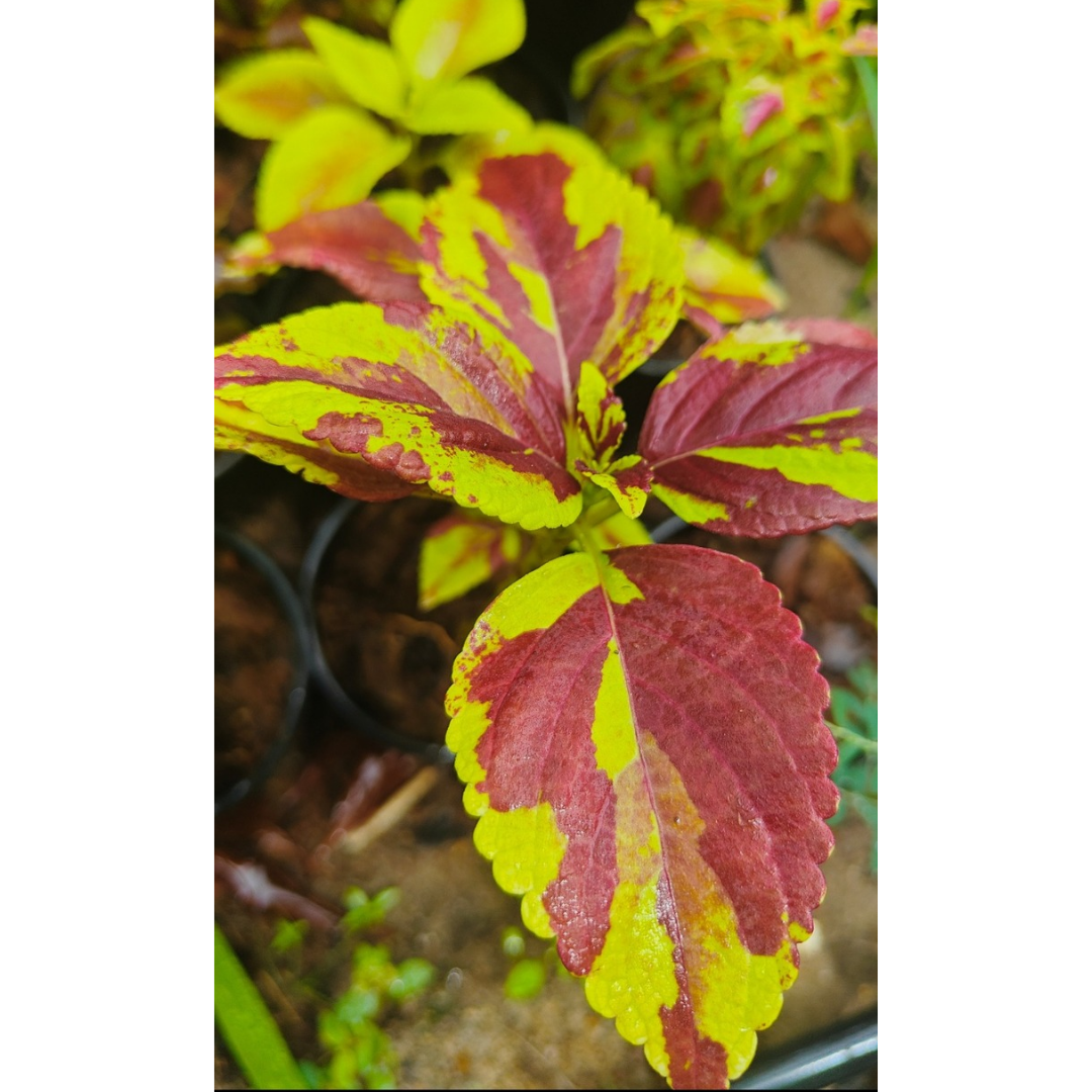 Coleus