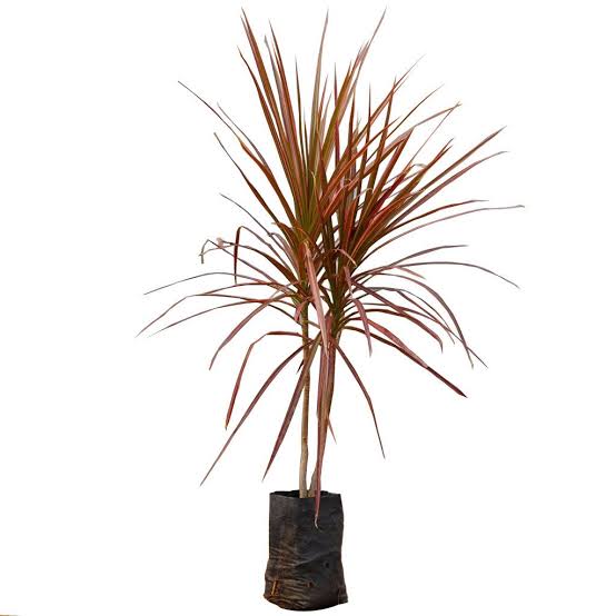 Dracaena marginata Red