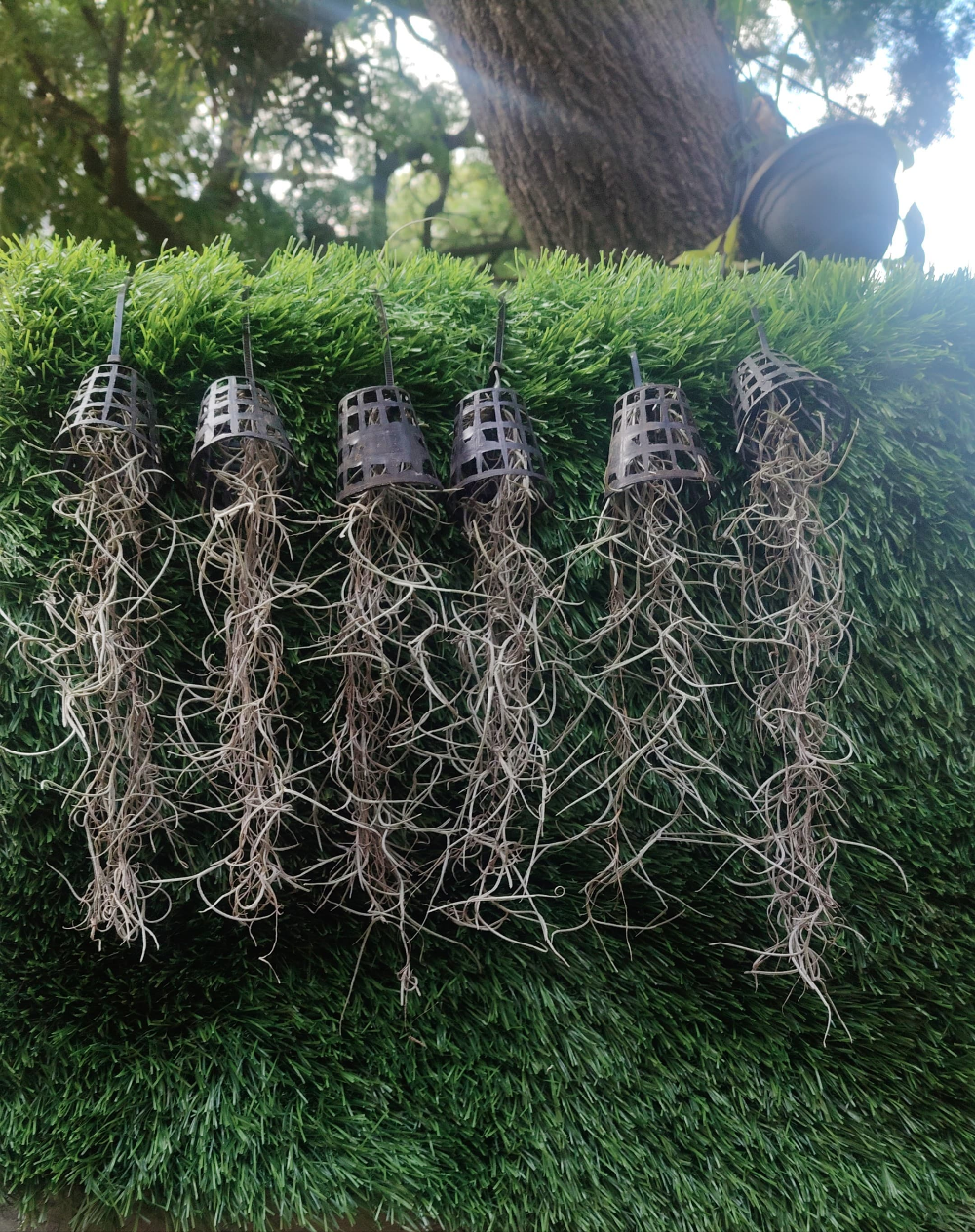 Air Plant Spanish Moss (10-15 cm)