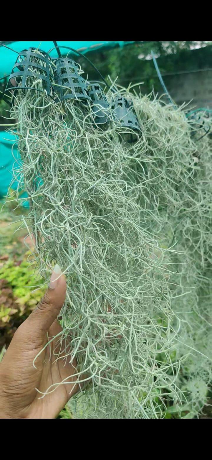 Air Plant Spanish Moss (10-15 cm)