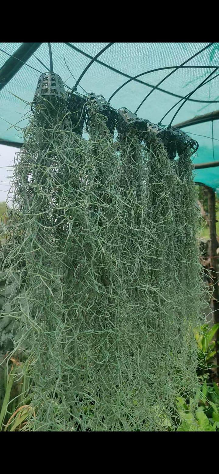 Air Plant Spanish Moss (10-15 cm)