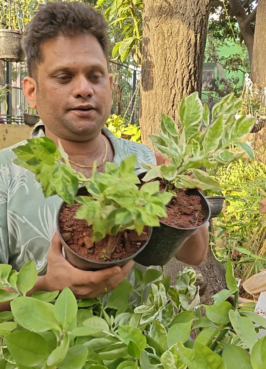 Pedilanthus rat repellent