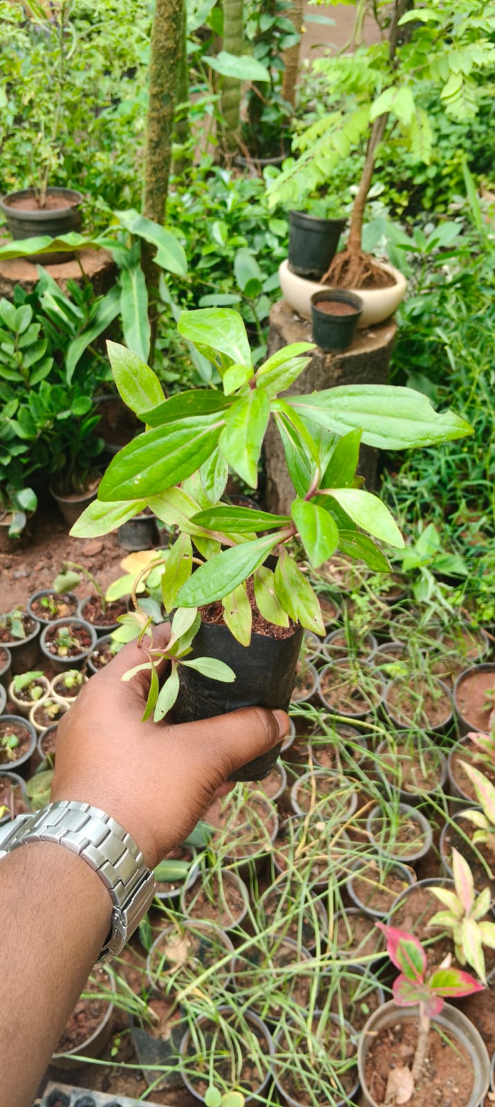 iyyampanai