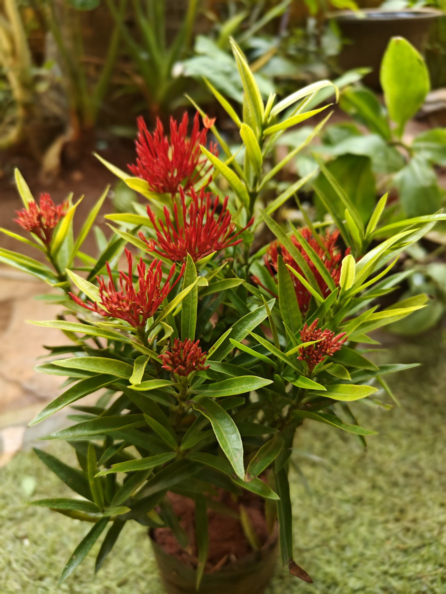 Thai veriety ixroa big