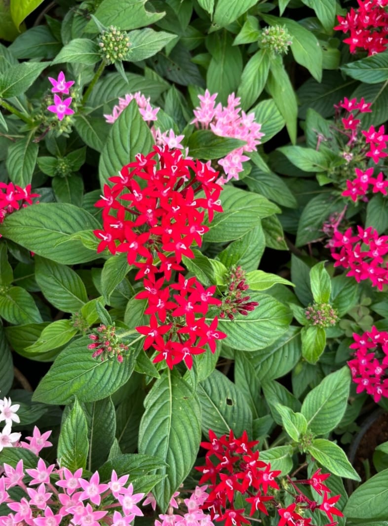 Pentas
