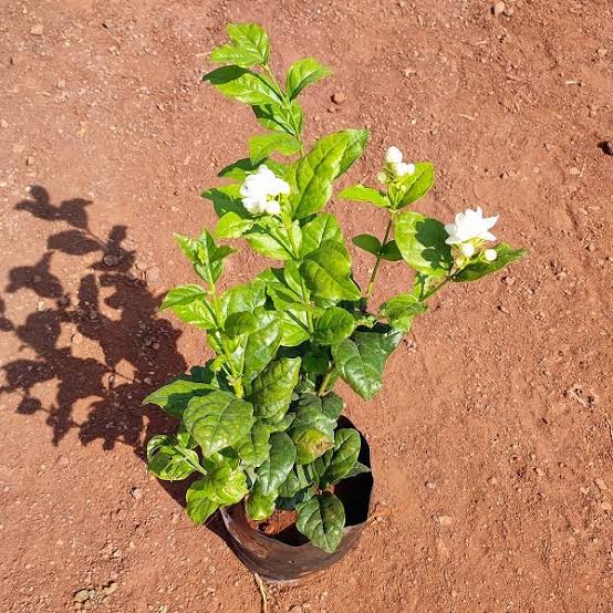 Jasminum sambac