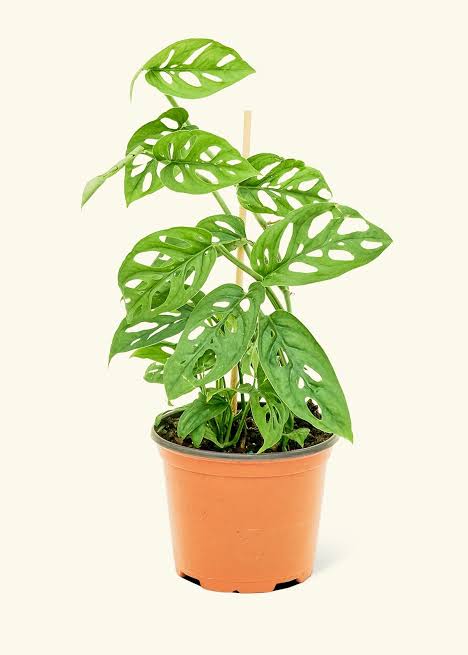 Monstera adansonii