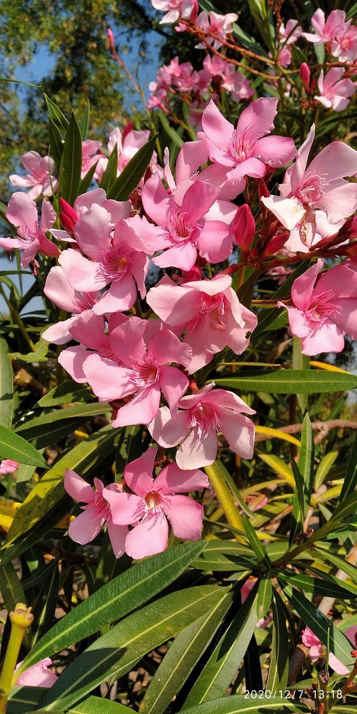 Nerium oleander