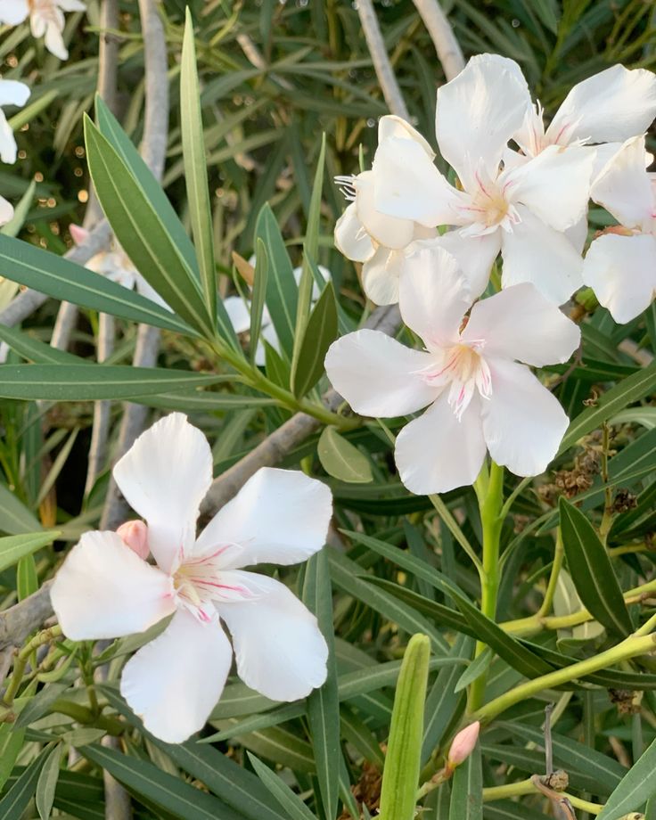 Nerium oleander