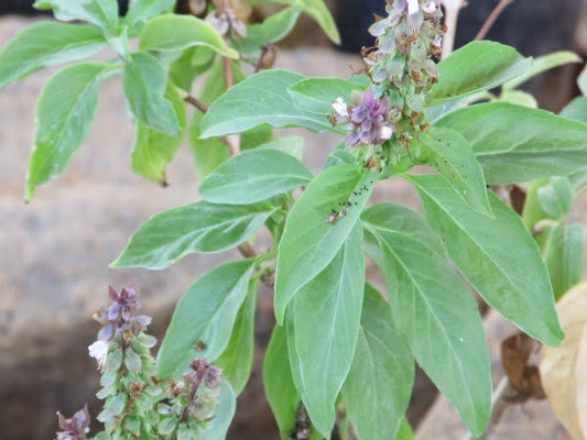 Sweet Basil / Thiruneetru pachilai