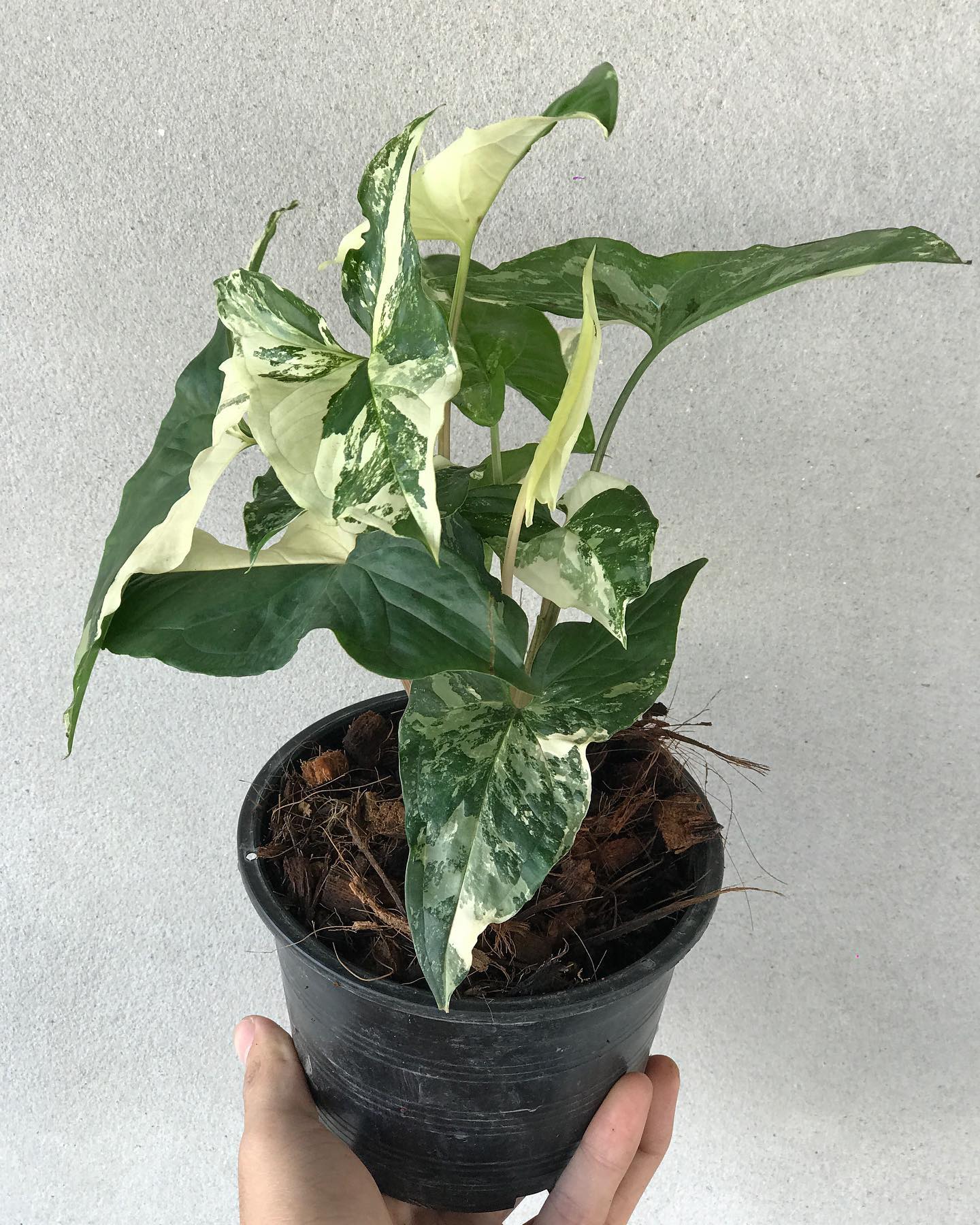 Syngonium Albo