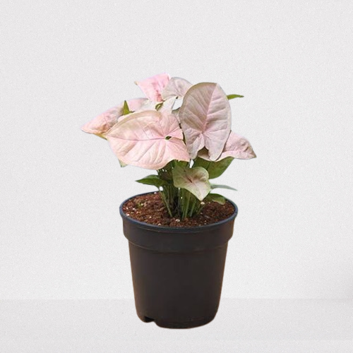 Syngonium Pink
