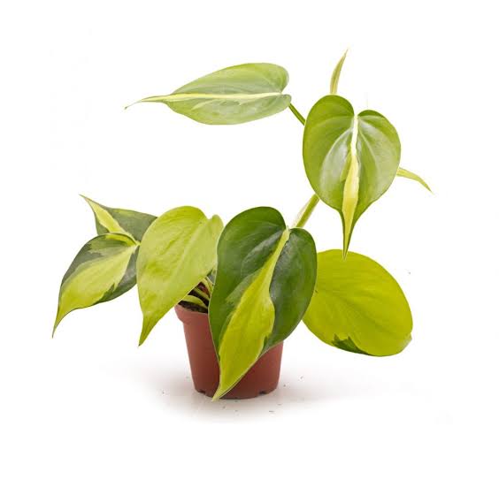 Philodendron brasil