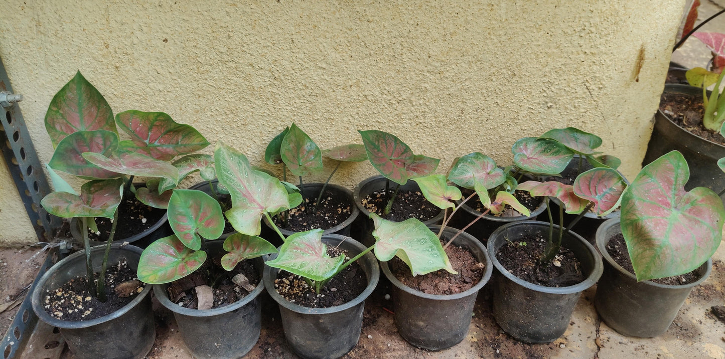 Caladium