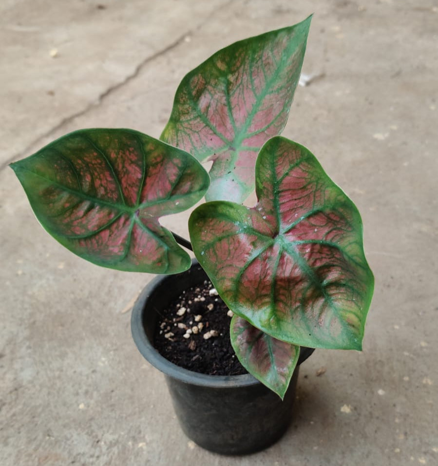 Caladium