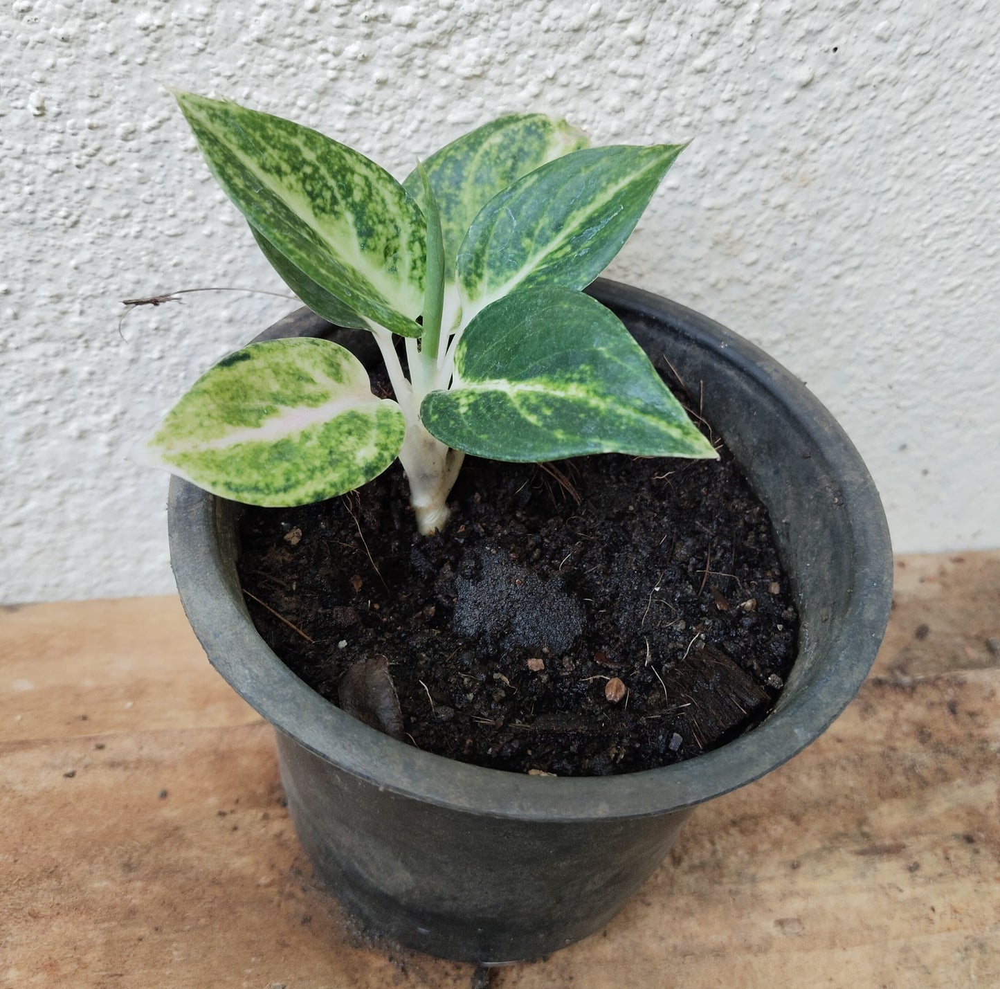 Aglaonema Combo