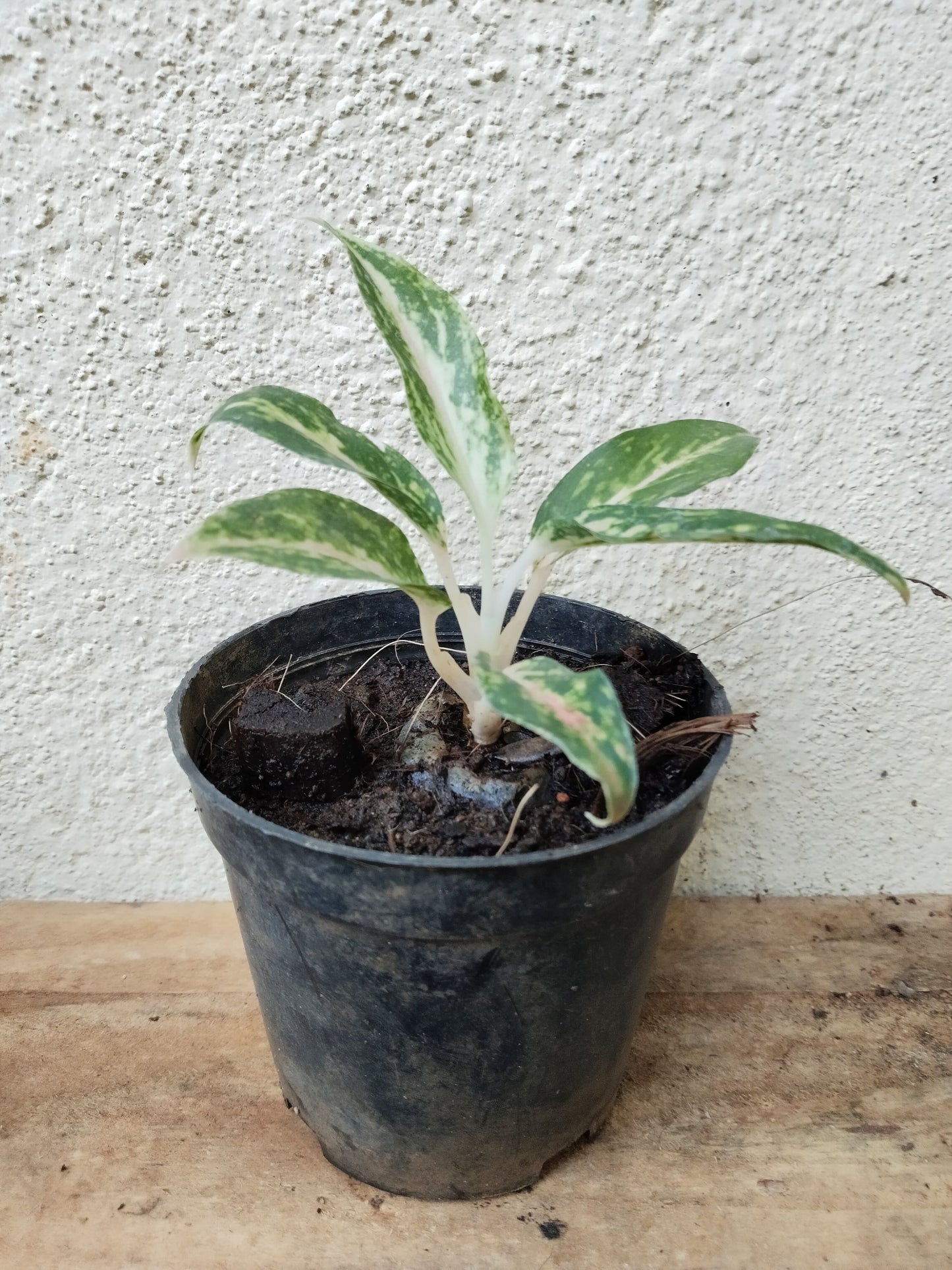 Aglaonema Combo