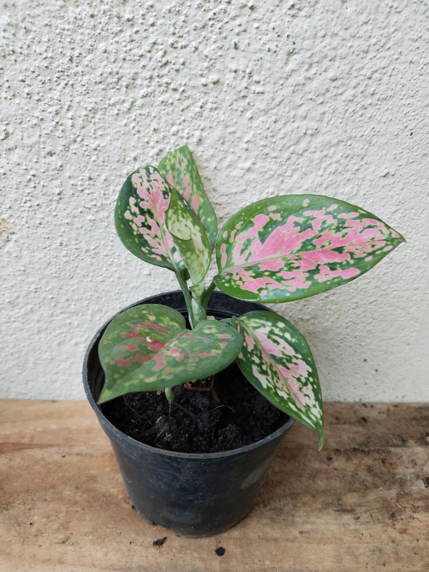 Aglaonema Combo
