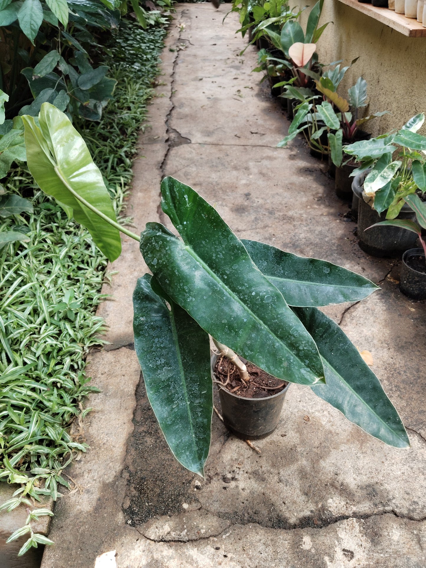 Philodendron Kerala Hybrid