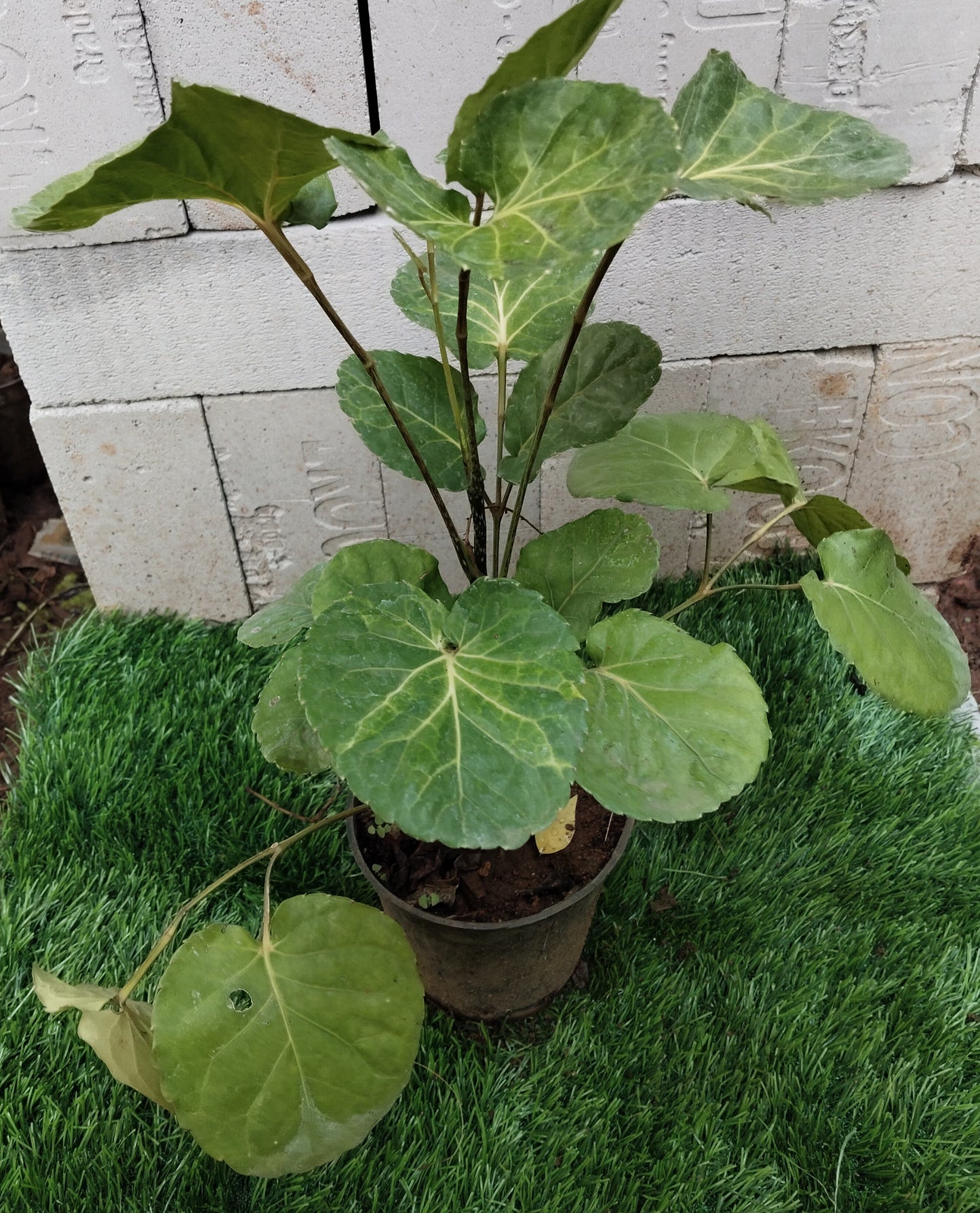 Aralia/Polyscias scutellaria