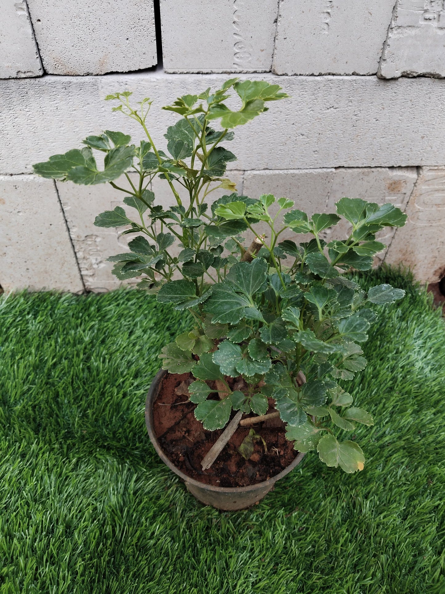 Aralia/Polyscias fruticosa