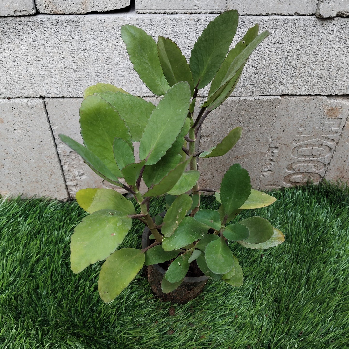 Bryophyllum/Ranakalli