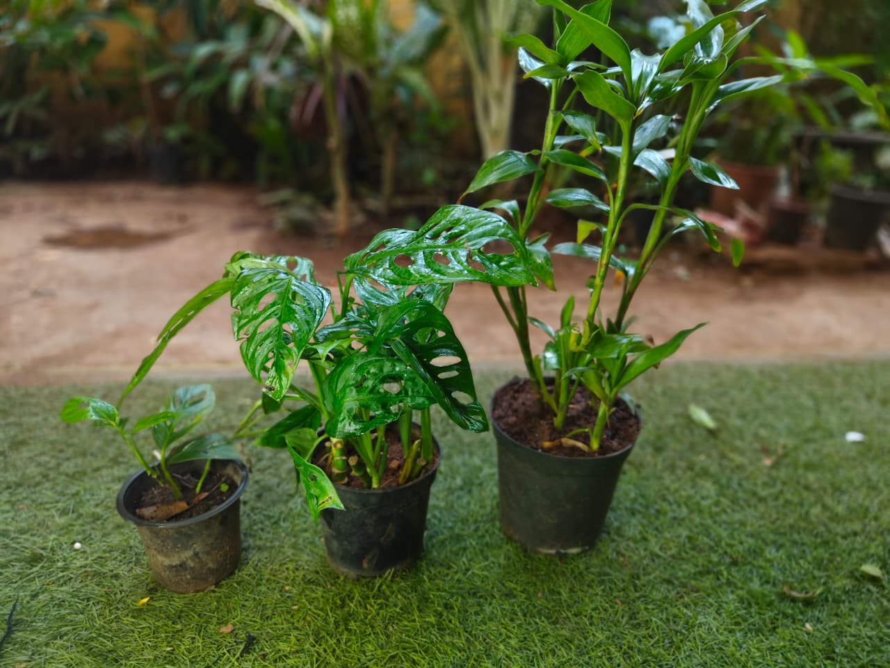 Independence day indoor plant combo