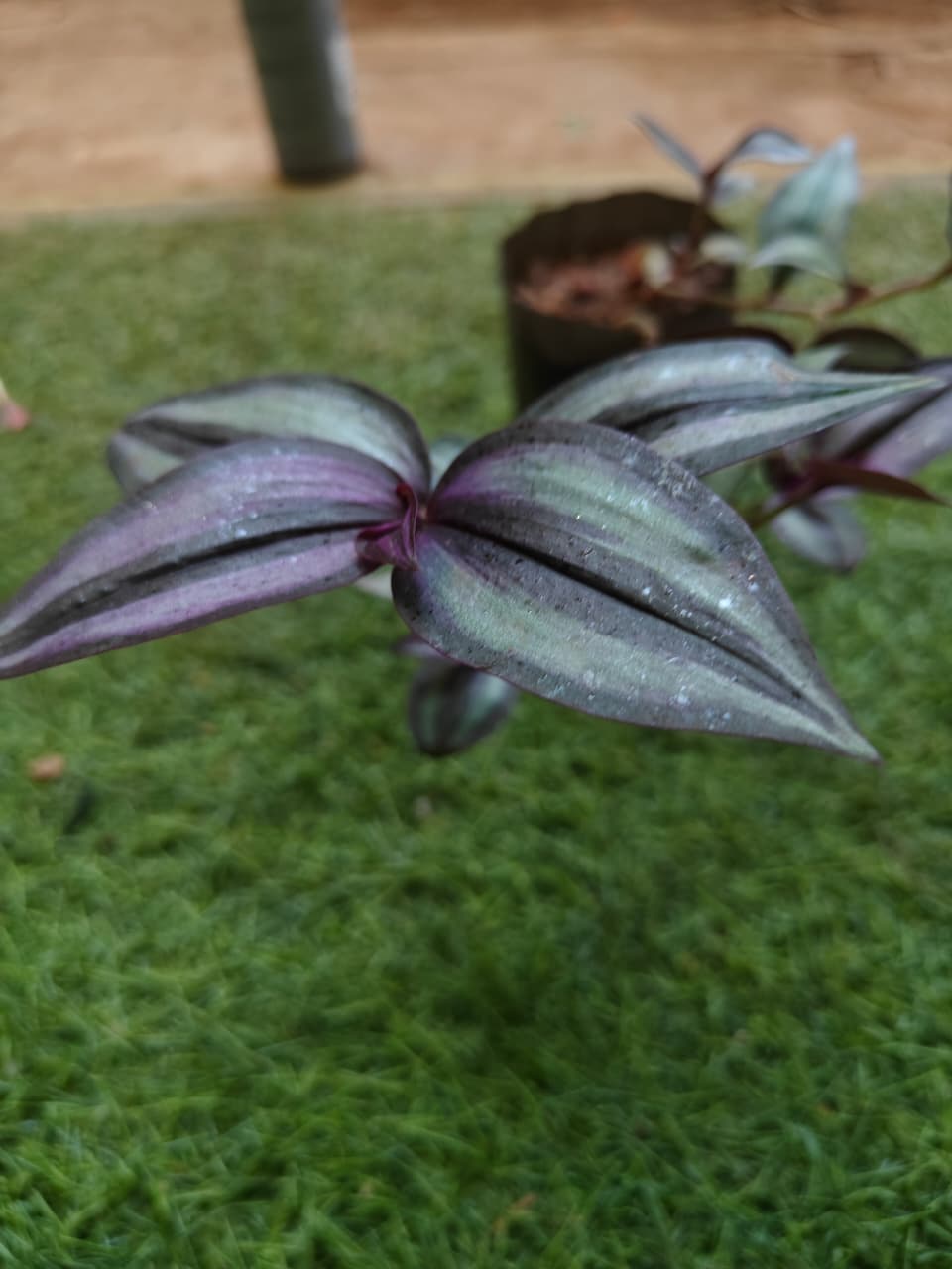 Wandering Jew