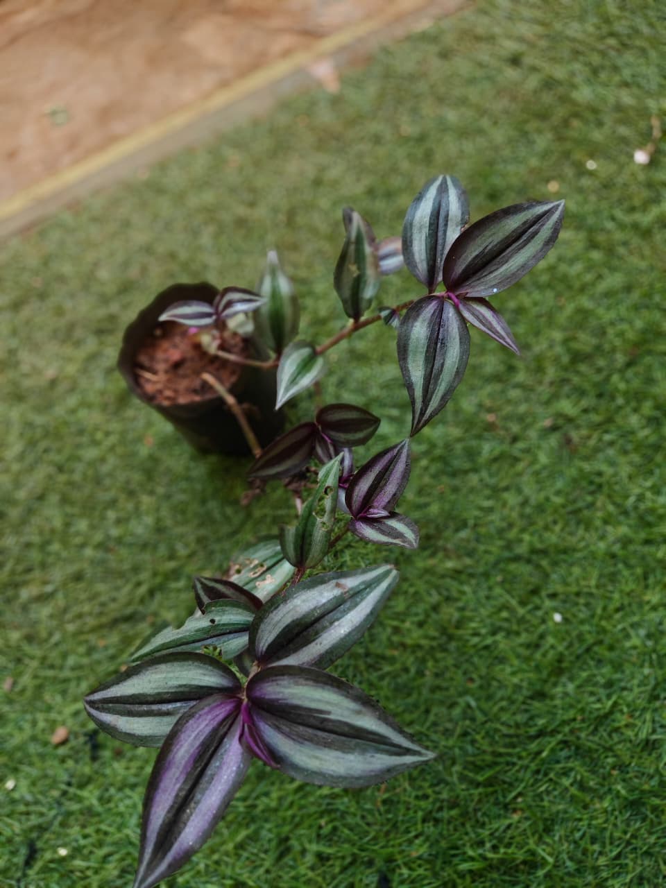 Wandering Jew