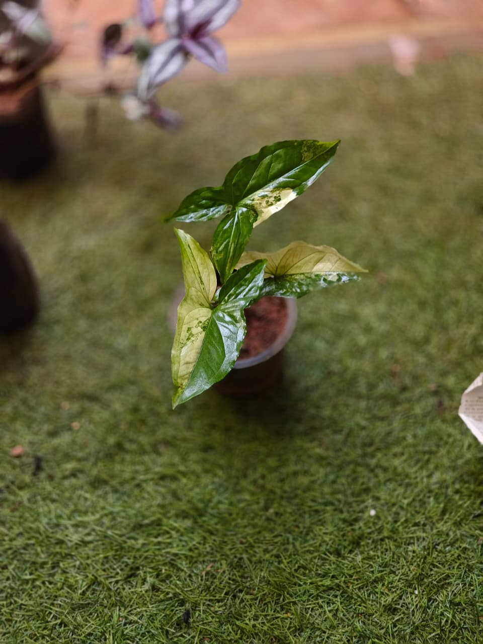 Syngonium Albo