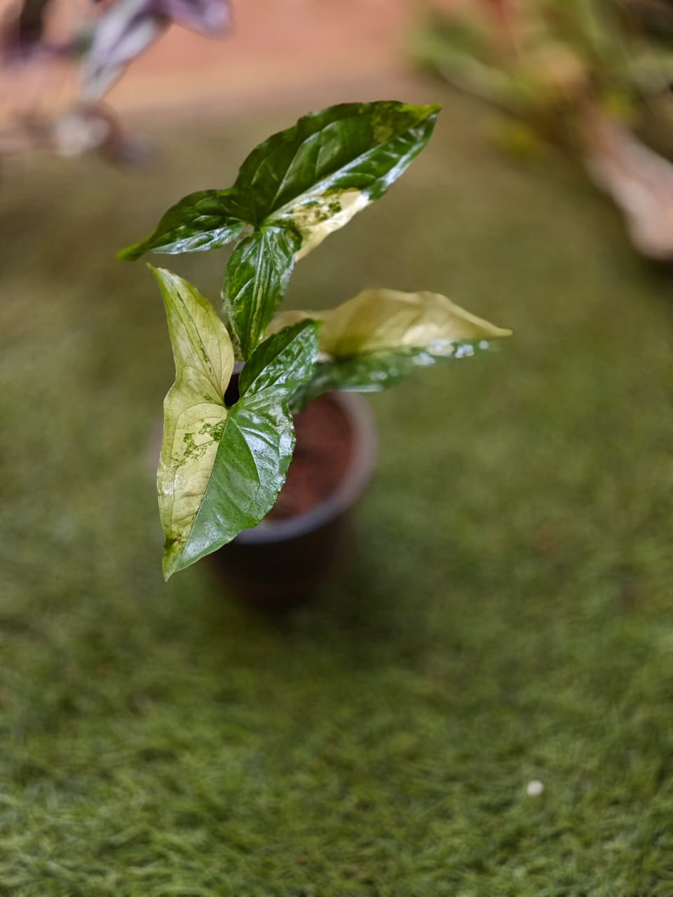Syngonium Albo