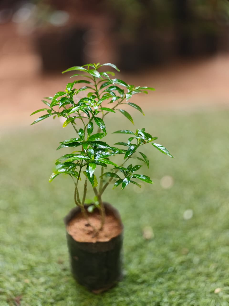 Tagar - dwarf Nandiyavattai