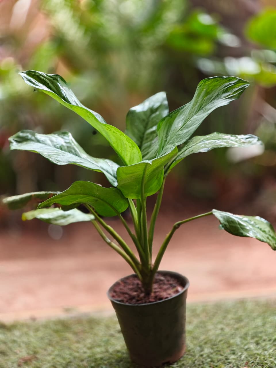 Aglaonema dove (L size)