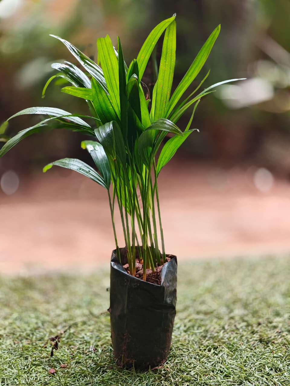Areca Palm Small 6 inch