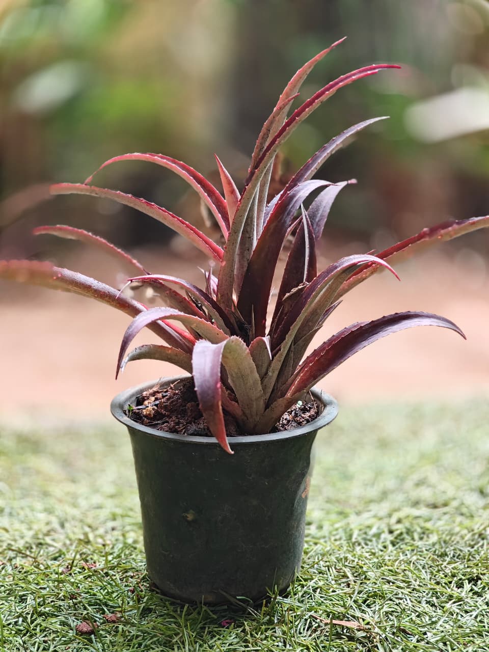 Bilbergia