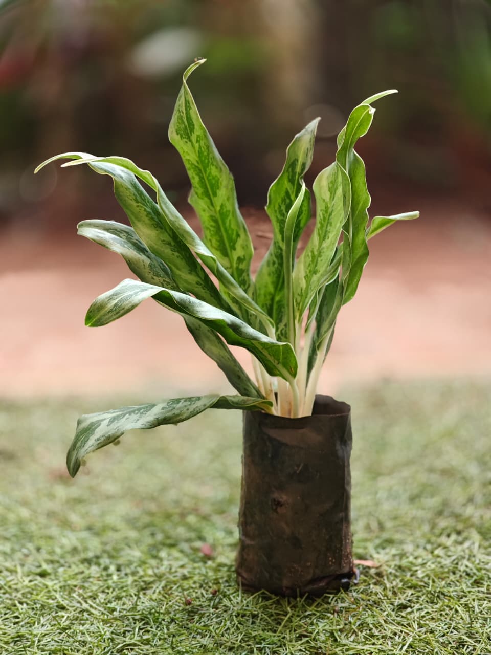Aglaonema grey hound