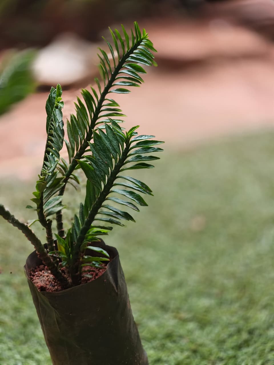 Pedilanthus Tithymaloides- ZigZag plant