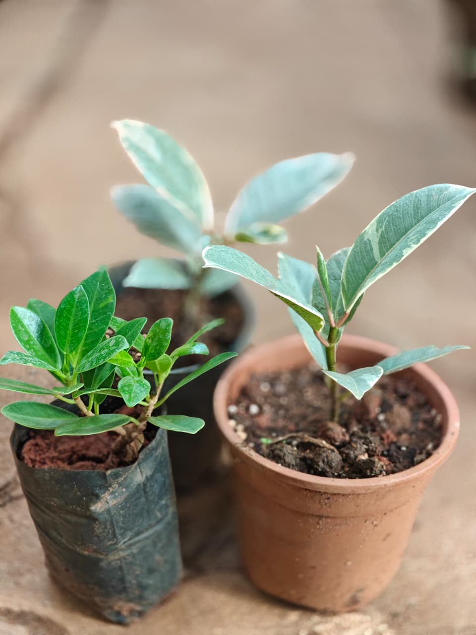 225 Rubber plant combo