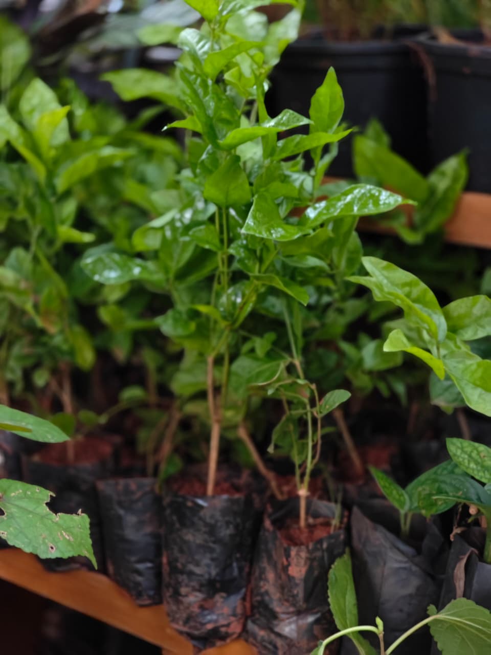 Iruvatchi jasmine