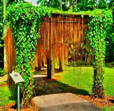 Cissus Nodosa / Princess Vine