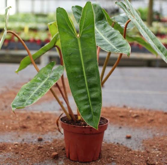 Philodendron billietiae