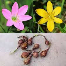 Zephyranthes Rain Lily (Set of 10 Bulbs)