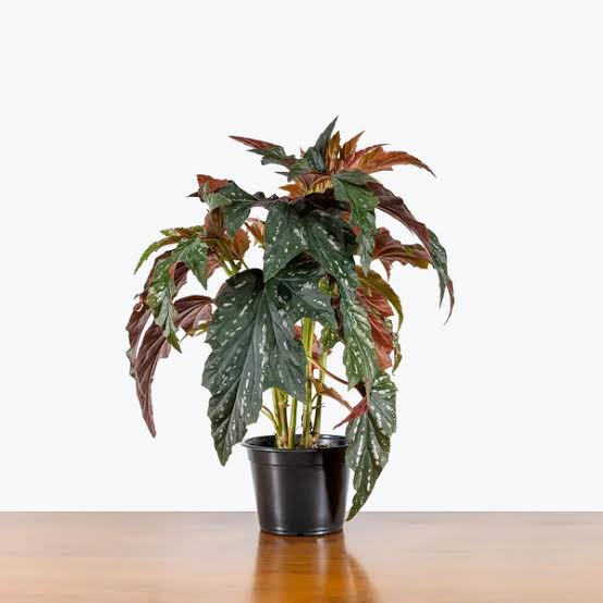 Angel wing Begonia