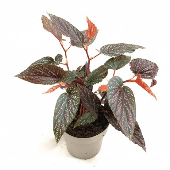 Angel wing Begonia