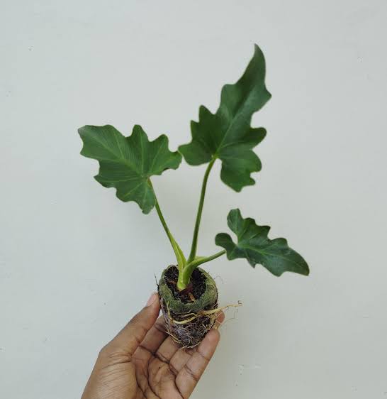 Philodendron selloum
