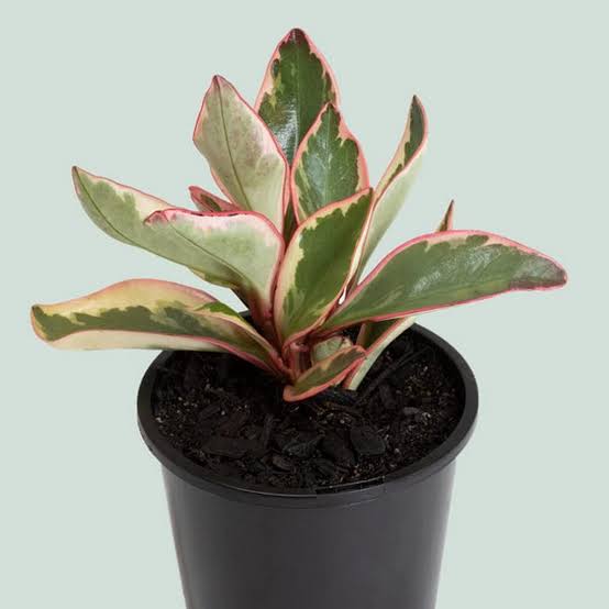 Peperomia clusifolia