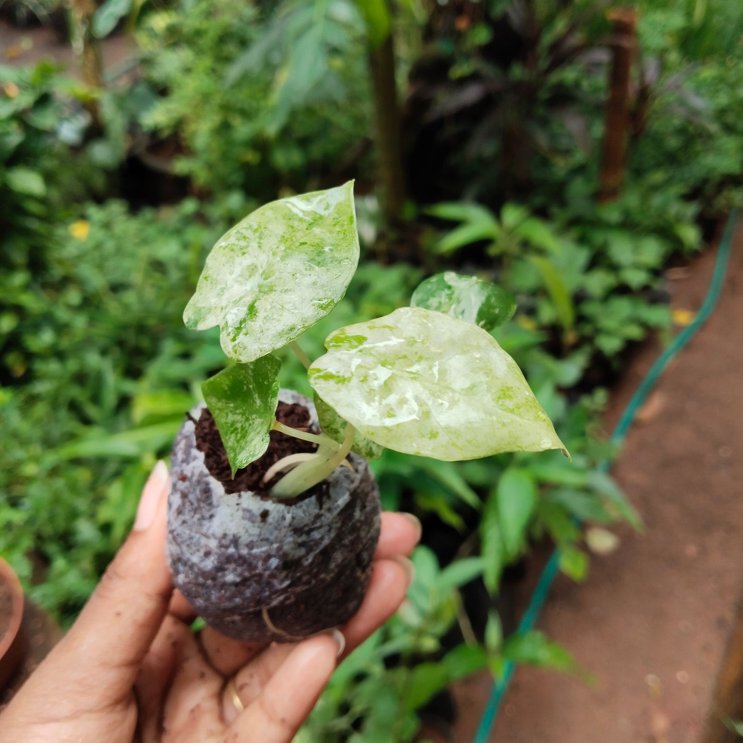 Alocasia Odara Batik Variegated