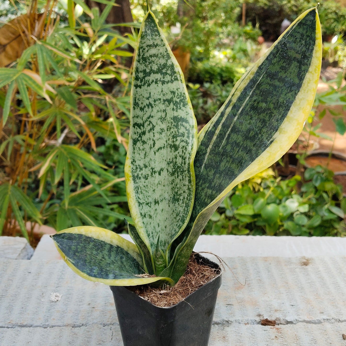 Dracaena Trifasciata Snake plant